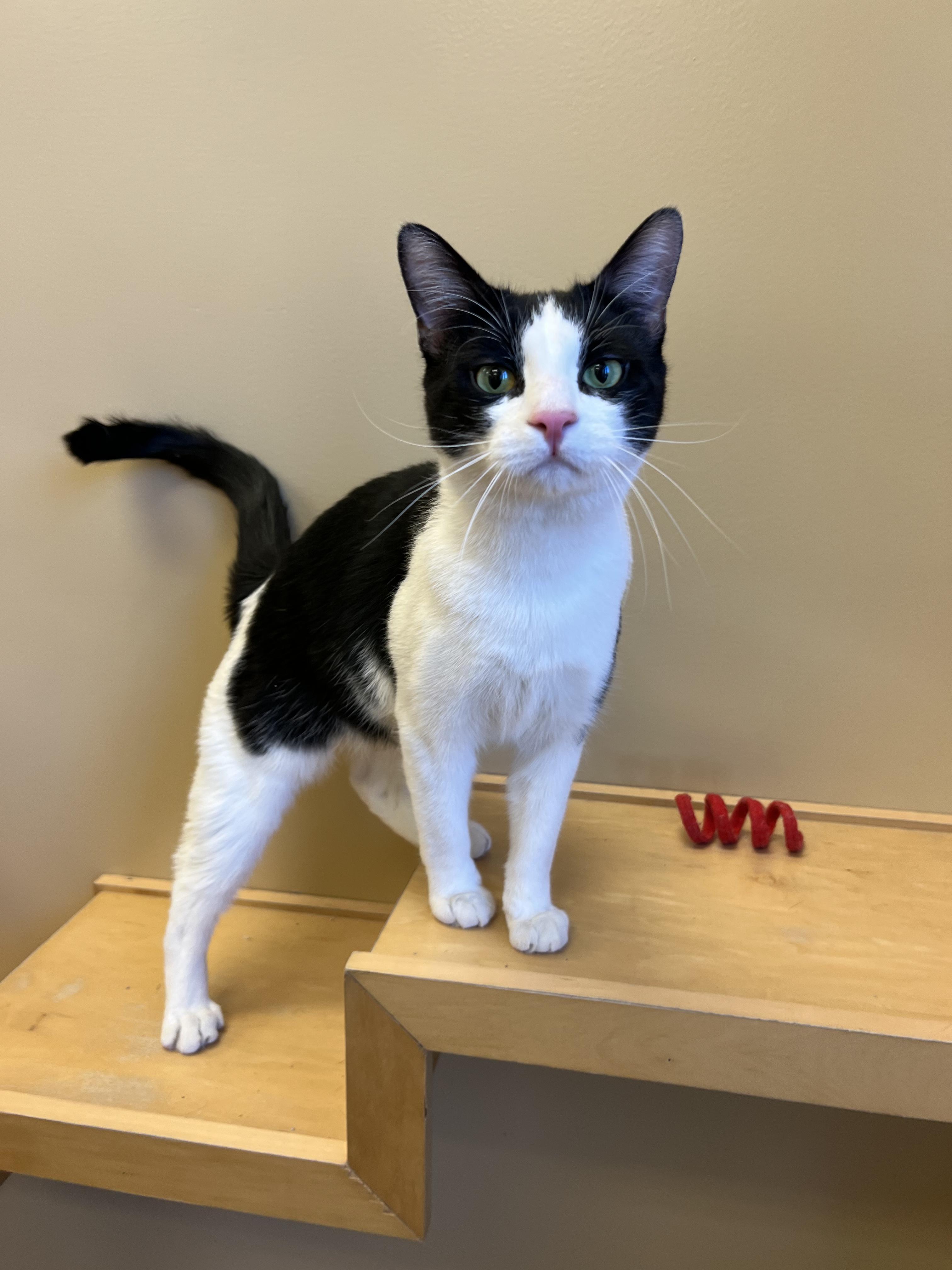 Enlarge Odin, an adopted Domestic Short Hair in Bristol, RI image 3/4