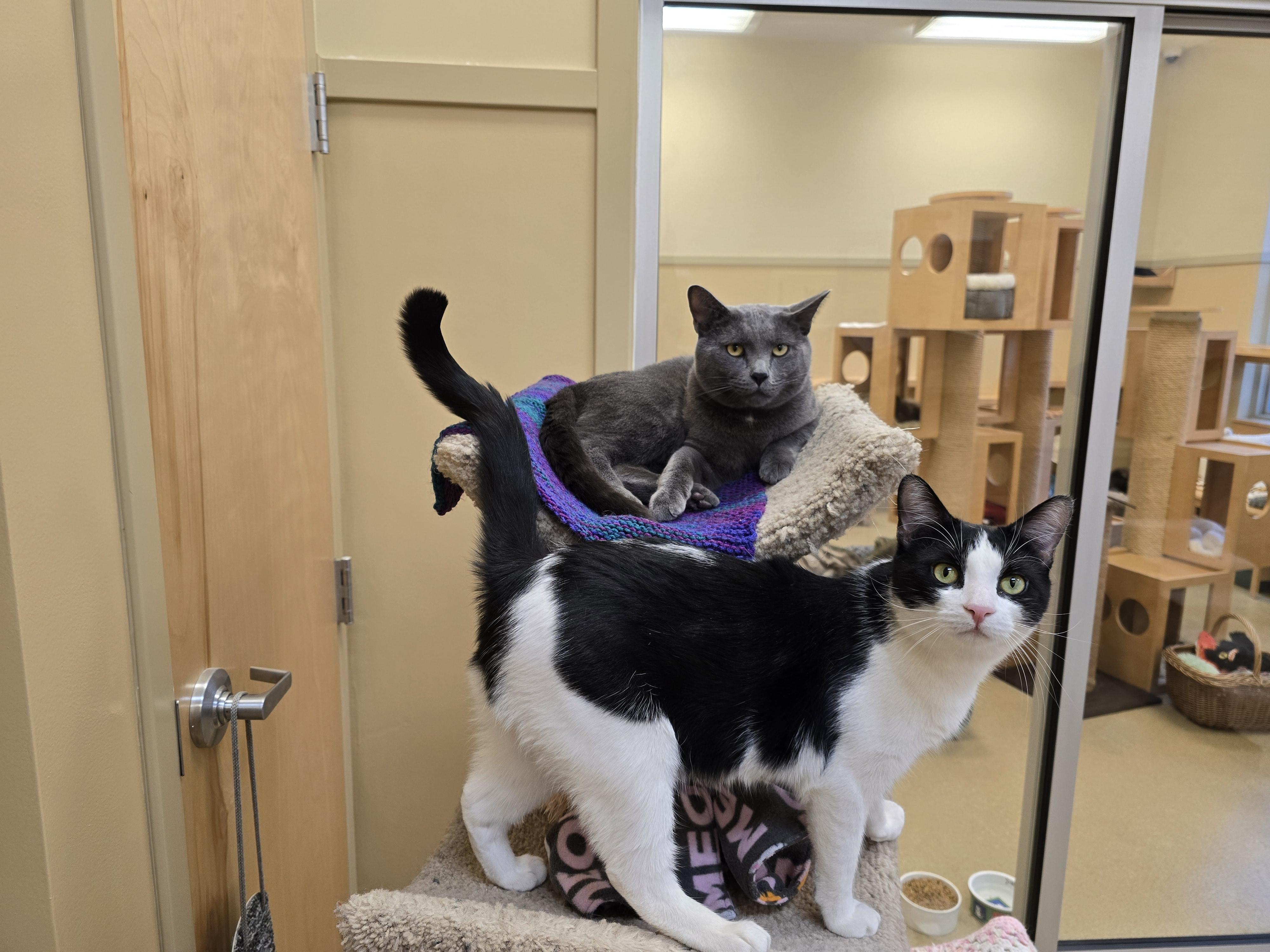 Enlarge Odin, an adopted Domestic Short Hair in Bristol, RI image 2/4