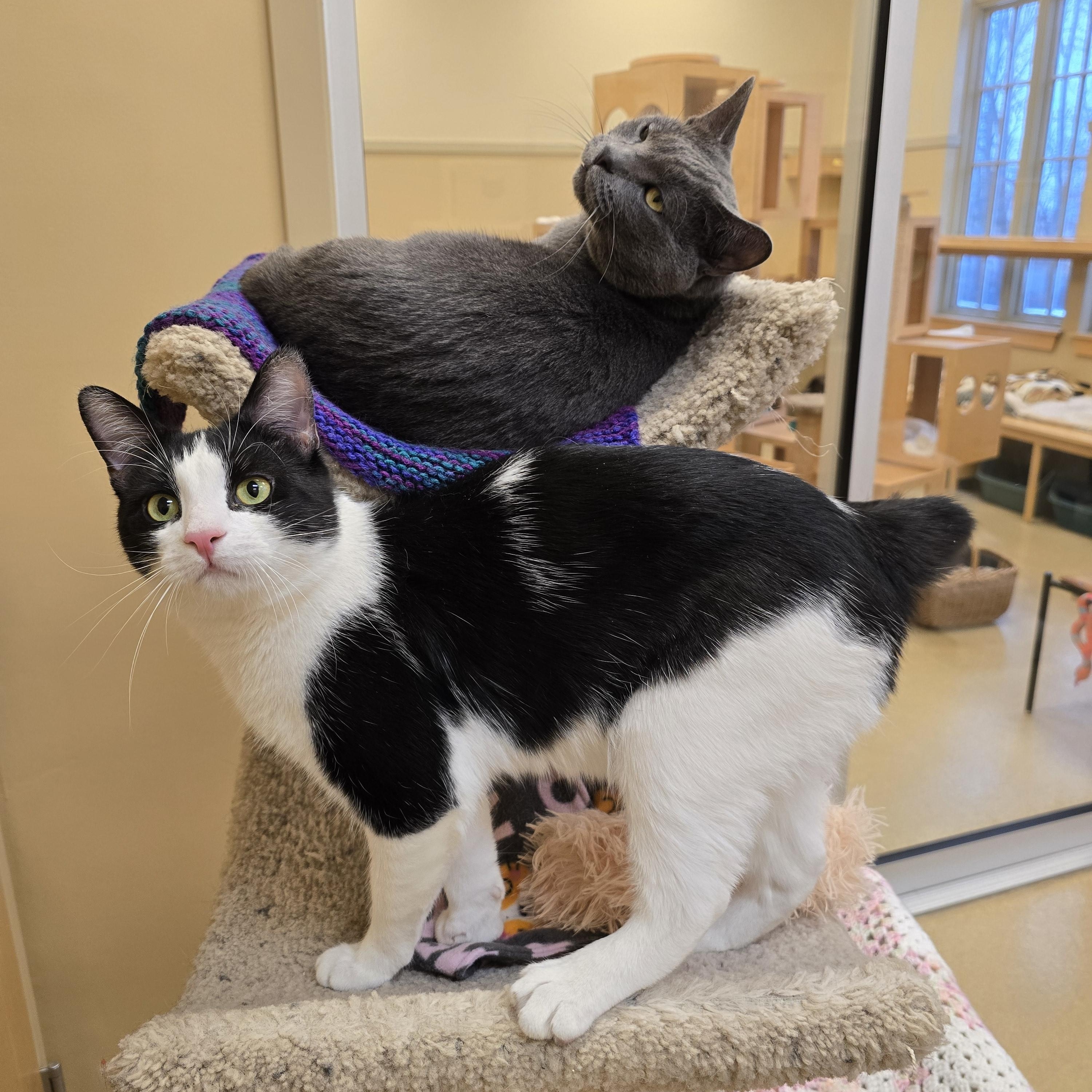 Odin, ADOPTABLE, Adult Male Domestic Short Hair.