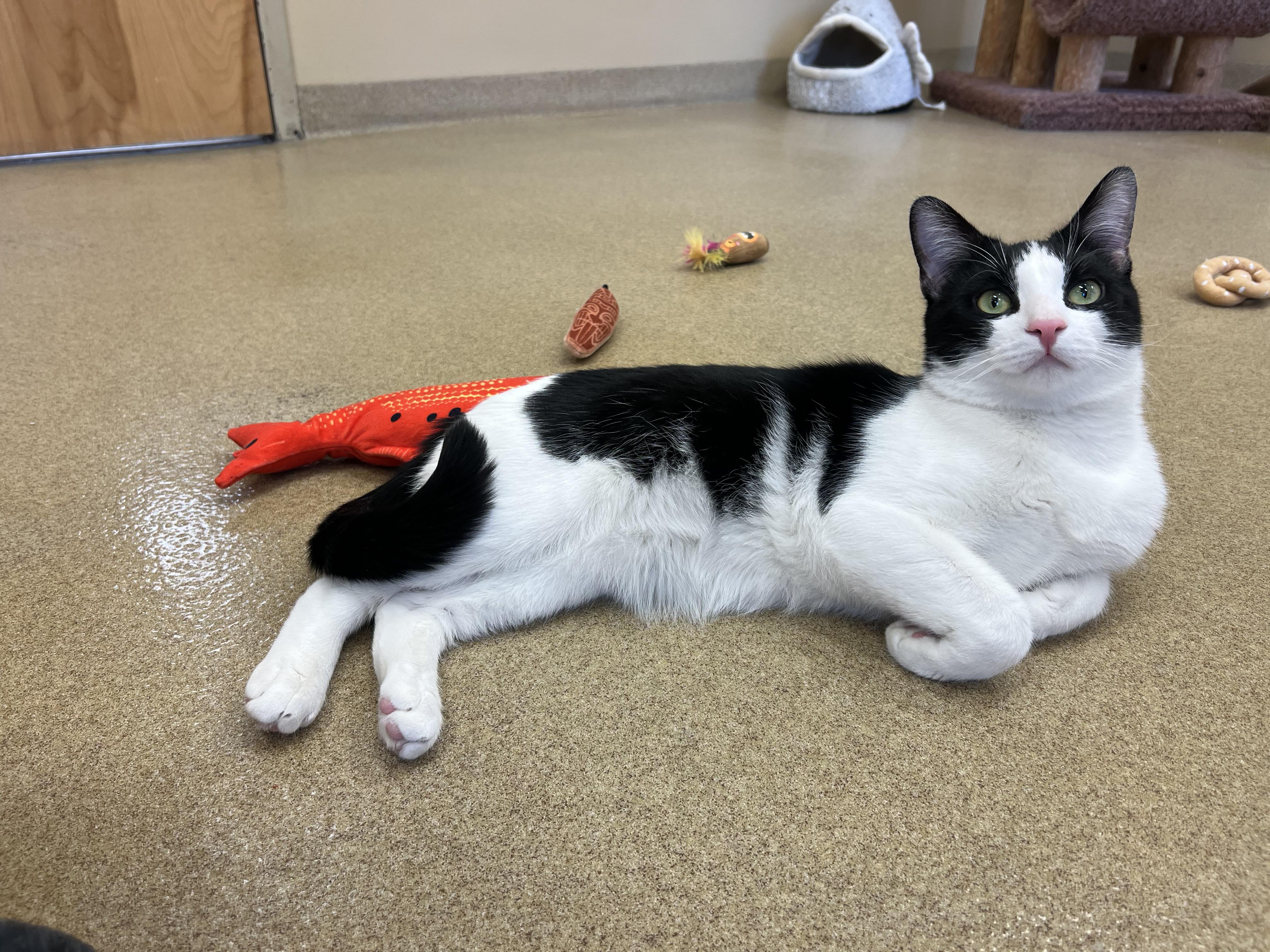 Enlarge Odin, an adopted Domestic Short Hair in Bristol, RI image 4/4