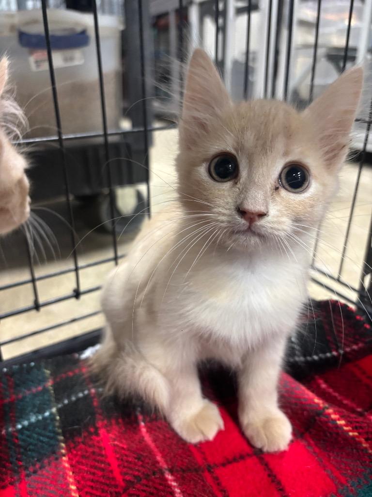 McChicken, Adopted, Kitten Male Domestic Short Hair.