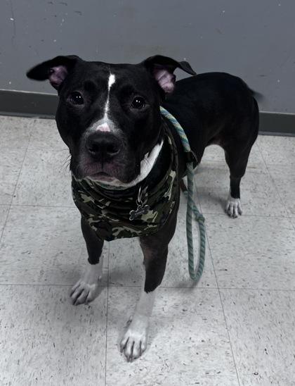 Enlarge Mr. Chico, a Adoptable mixed breed in Gulfport, MS image 1/2