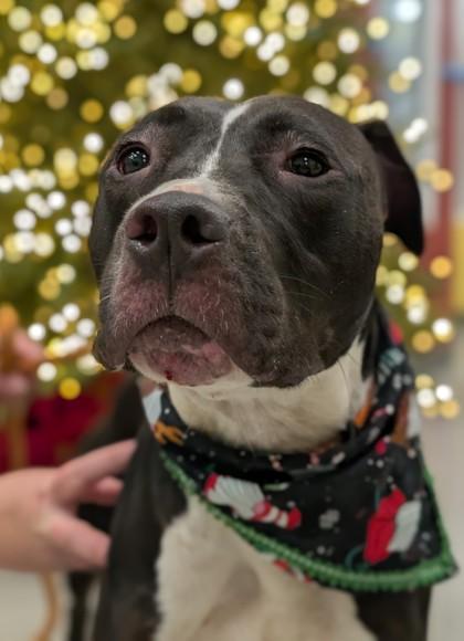 Mr. Chico, Adoptable, Adult Male Pit Bull Terrier & Mixed Breed.