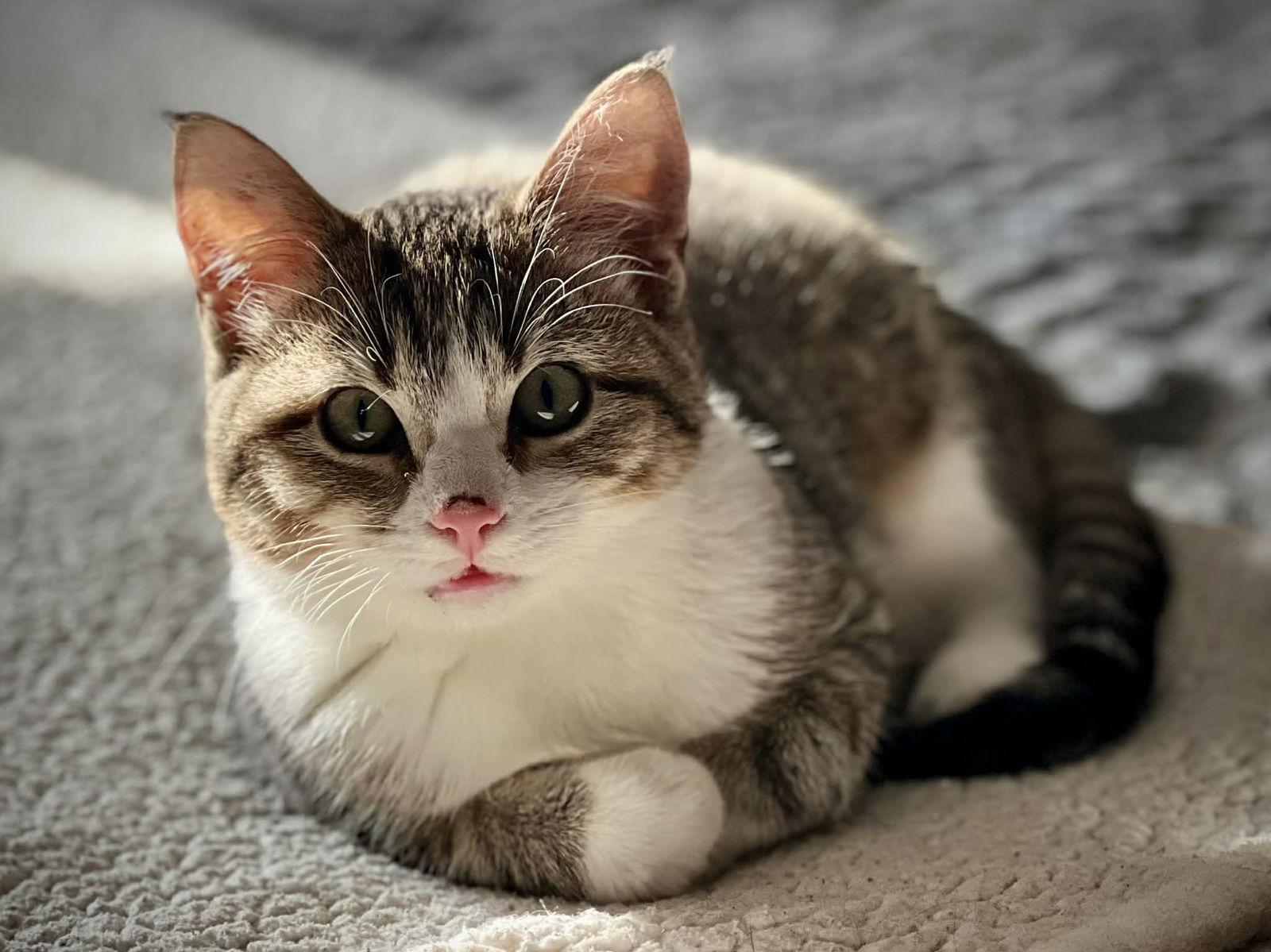 Enlarge Betty, a Adoptable Domestic Short Hair in Coralville, IA image 1/3