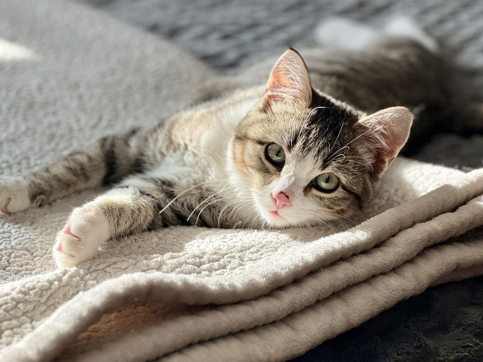 Enlarge Betty, a Adoptable Domestic Short Hair in Coralville, IA image 2/3