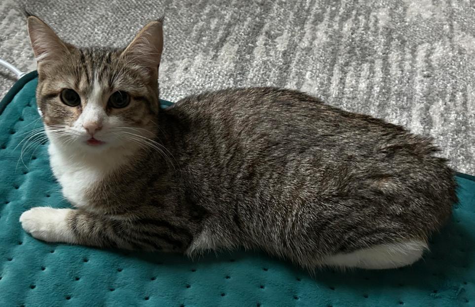 Enlarge Betty, a Adoptable Domestic Short Hair in Coralville, IA image 3/3