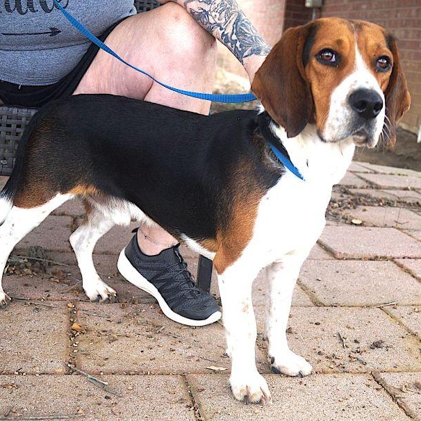 Gunner, a ADOPTABLE Beagle in Carrollton, TX image 2/2