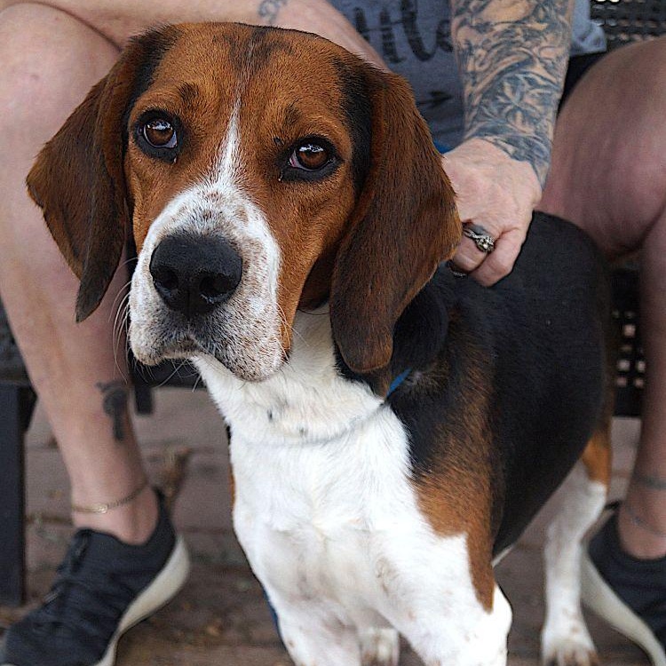Gunner, a ADOPTABLE Beagle in Carrollton, TX image 1/2