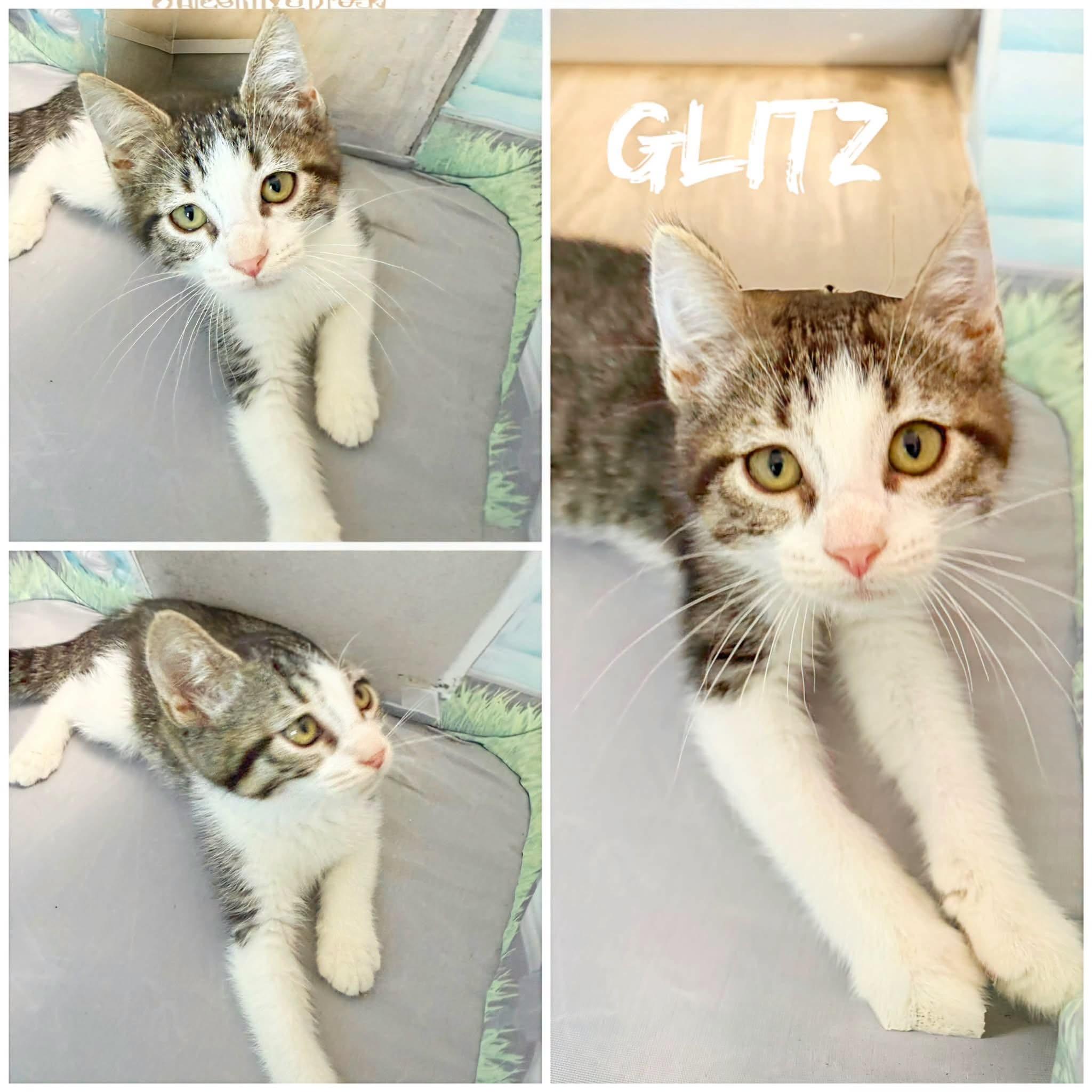 Glitz, ADOPTABLE, Young Female Domestic Short Hair.