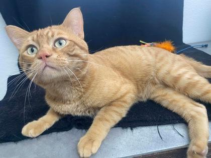 Chunk, Adoptable, Adult Male Domestic Medium Hair & Domestic Short Hair.