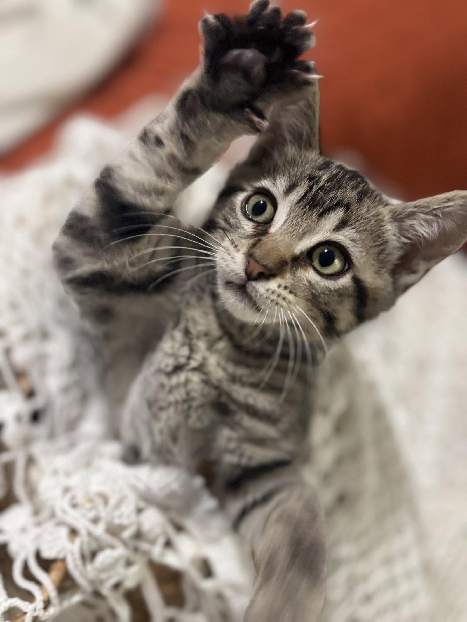 Rocket (CW), Adoptable, Kitten Male Tabby & Domestic Short Hair.
