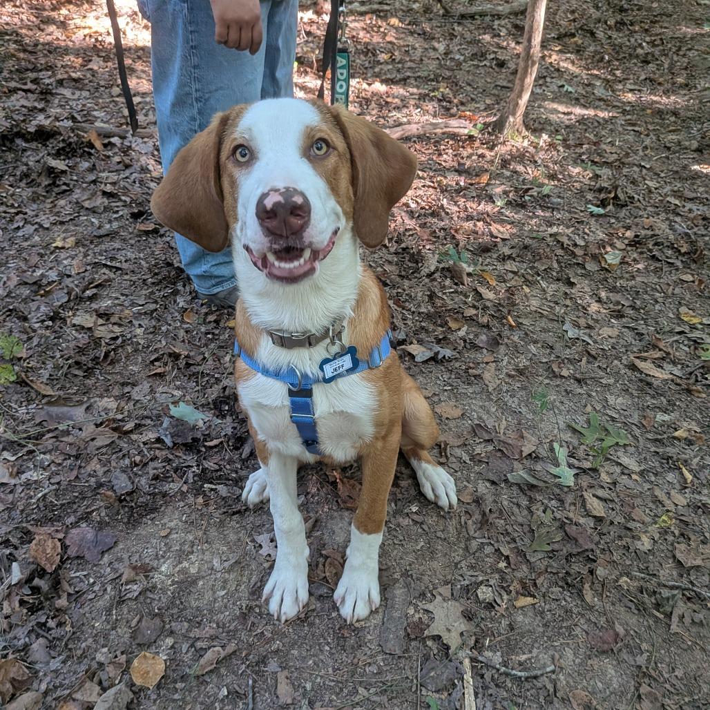 Jeff, Adoptable, Young Male Retriever & Labrador Retriever.