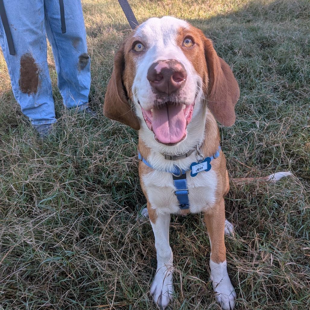 Enlarge Jeff, a Adoptable mixed breed in Wake Forest, NC image 2/5