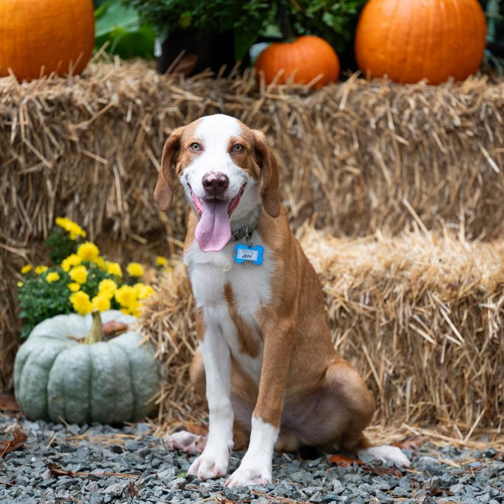 Enlarge Jeff, a Adoptable mixed breed in Wake Forest, NC image 3/5