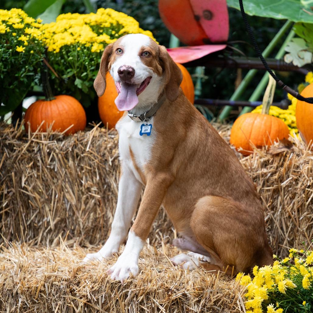 Enlarge Jeff, a Adoptable mixed breed in Wake Forest, NC image 4/5