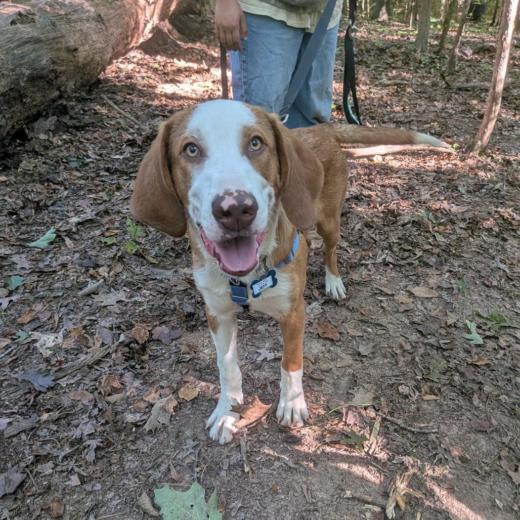 Enlarge Jeff, a Adoptable mixed breed in Wake Forest, NC image 5/5