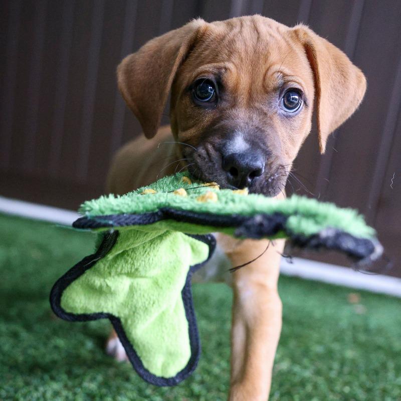 Samoas, Adoptable, Puppy Male Retriever.