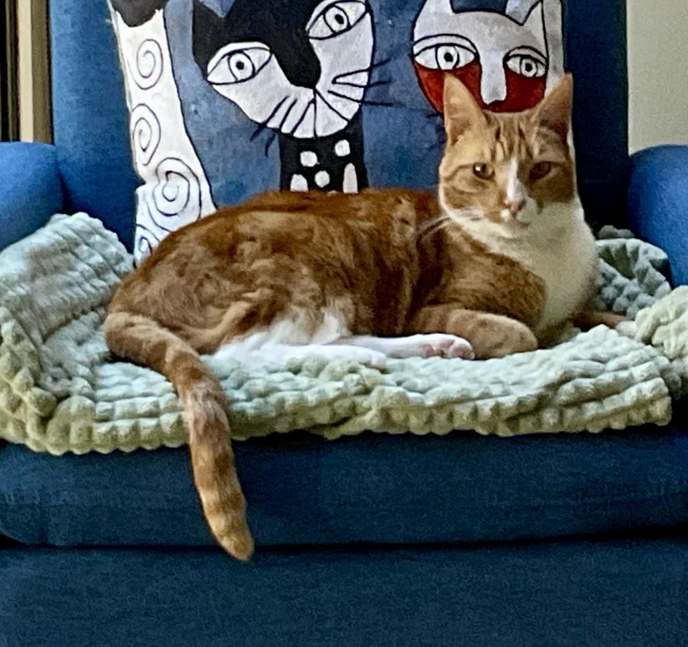 Enlarge Poppy, a Adoptable Domestic Short Hair in Monterey, CA image 2/4