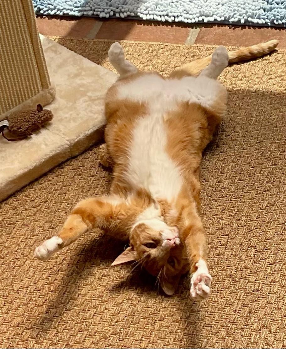 Enlarge Poppy, a Adoptable Domestic Short Hair in Monterey, CA image 3/4