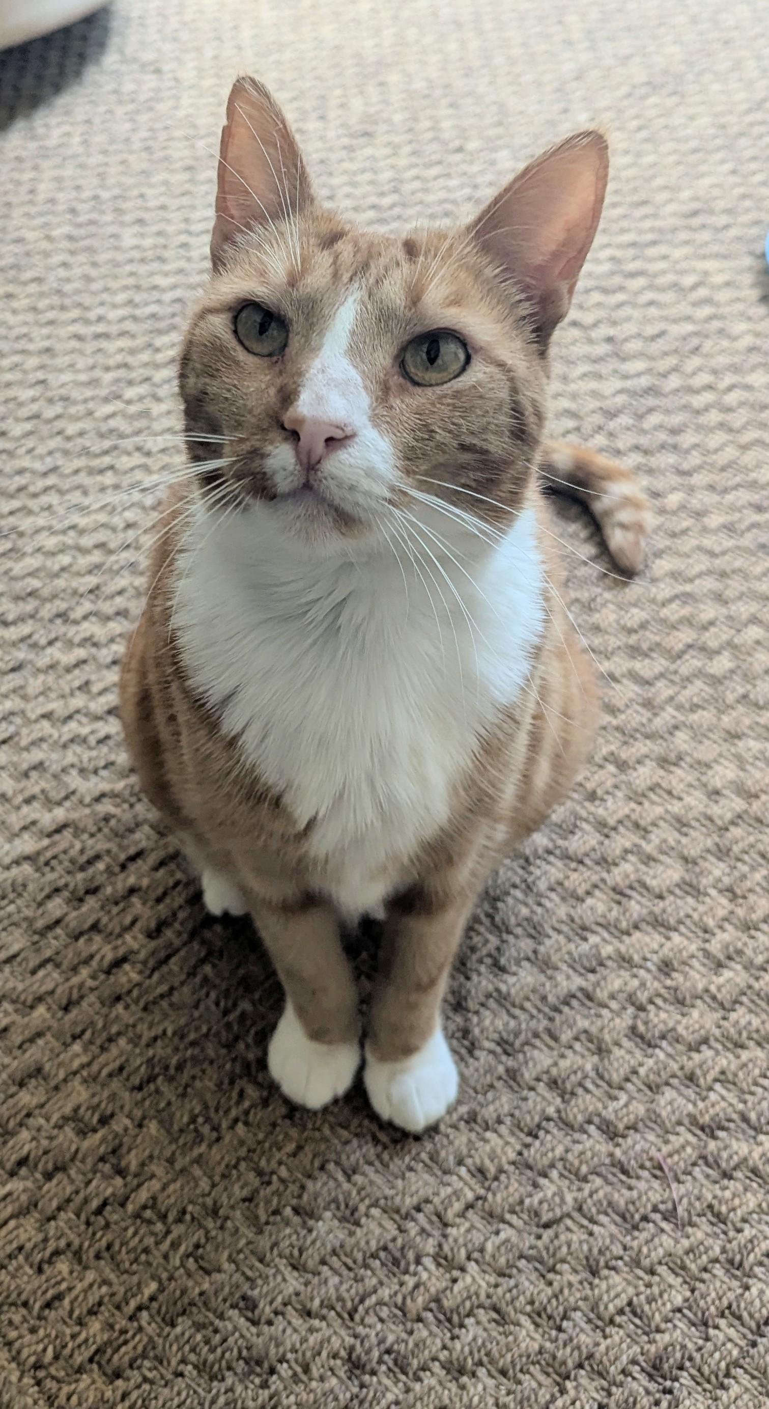 Enlarge Poppy, a Adoptable Domestic Short Hair in Monterey, CA image 1/4