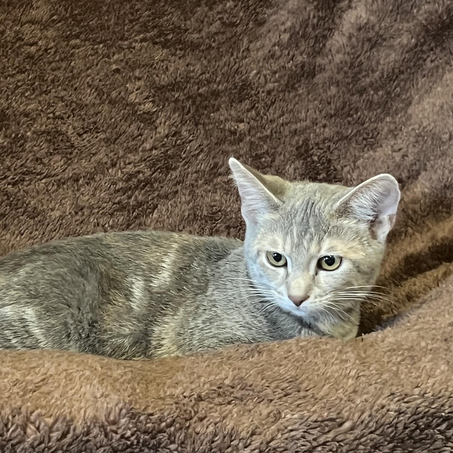 Enlarge Shadow, an adopted Domestic Short Hair in Louisville, KY image 4/5