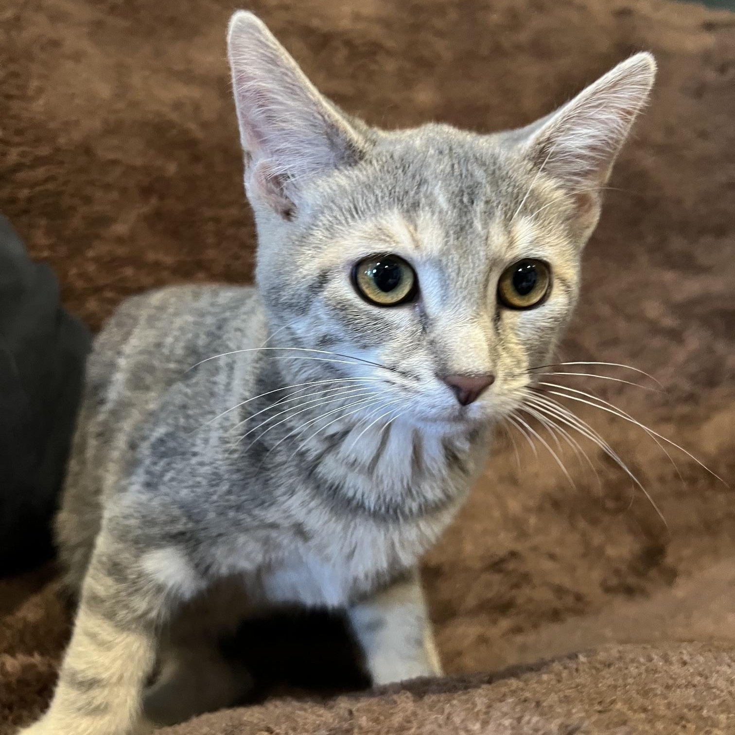 Enlarge Shadow, an adopted Domestic Short Hair in Louisville, KY image 3/5