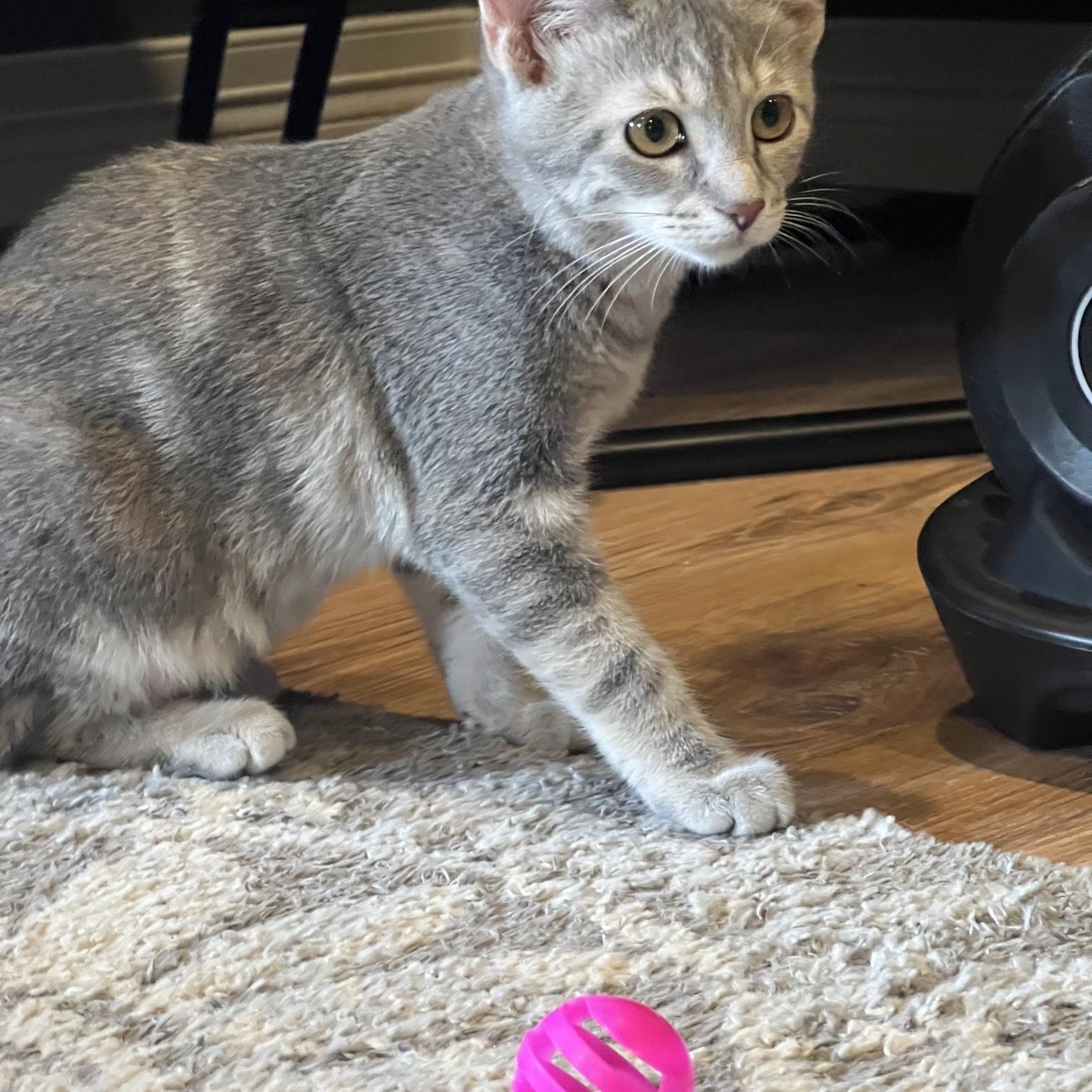 Shadow, adopted, Young Female Domestic Short Hair.