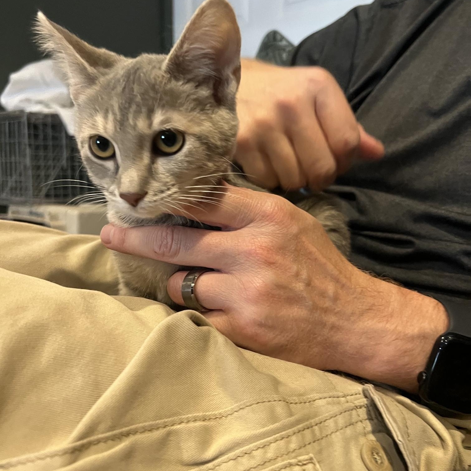 Enlarge Shadow, an adopted Domestic Short Hair in Louisville, KY image 5/5