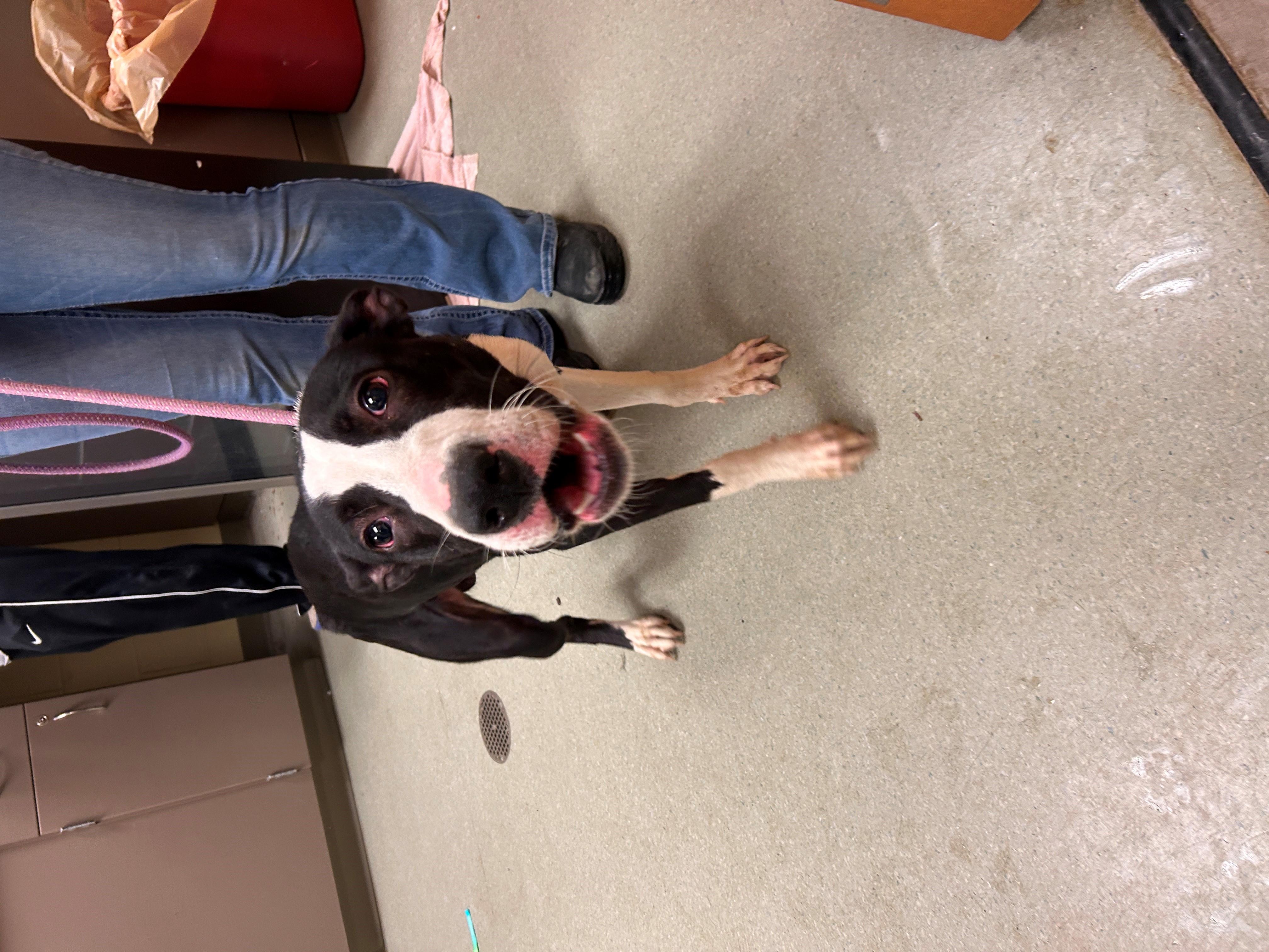 25-0638 "Cube", Adoptable, Young Male Border Collie.