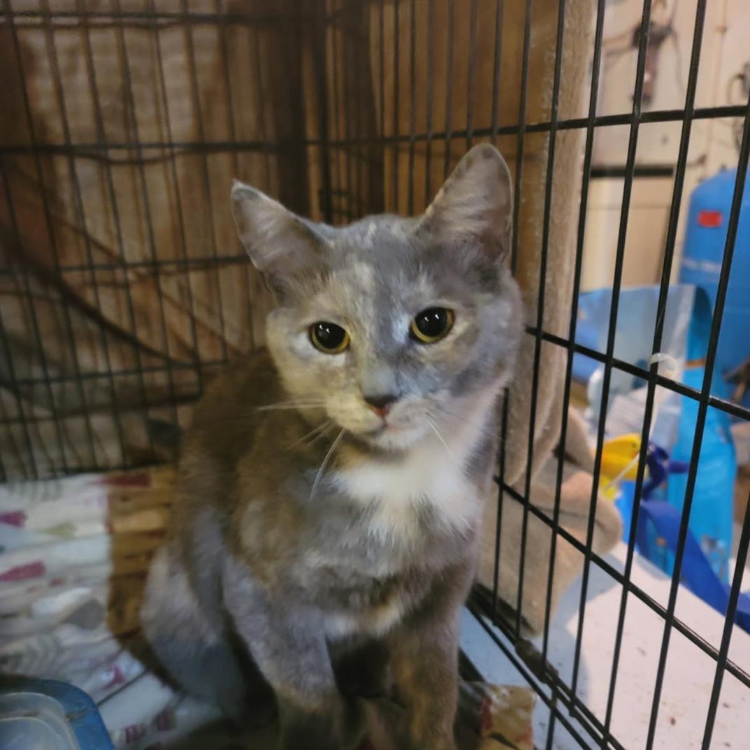 CRESCENT, Adoptable, Adult Female Domestic Short Hair.