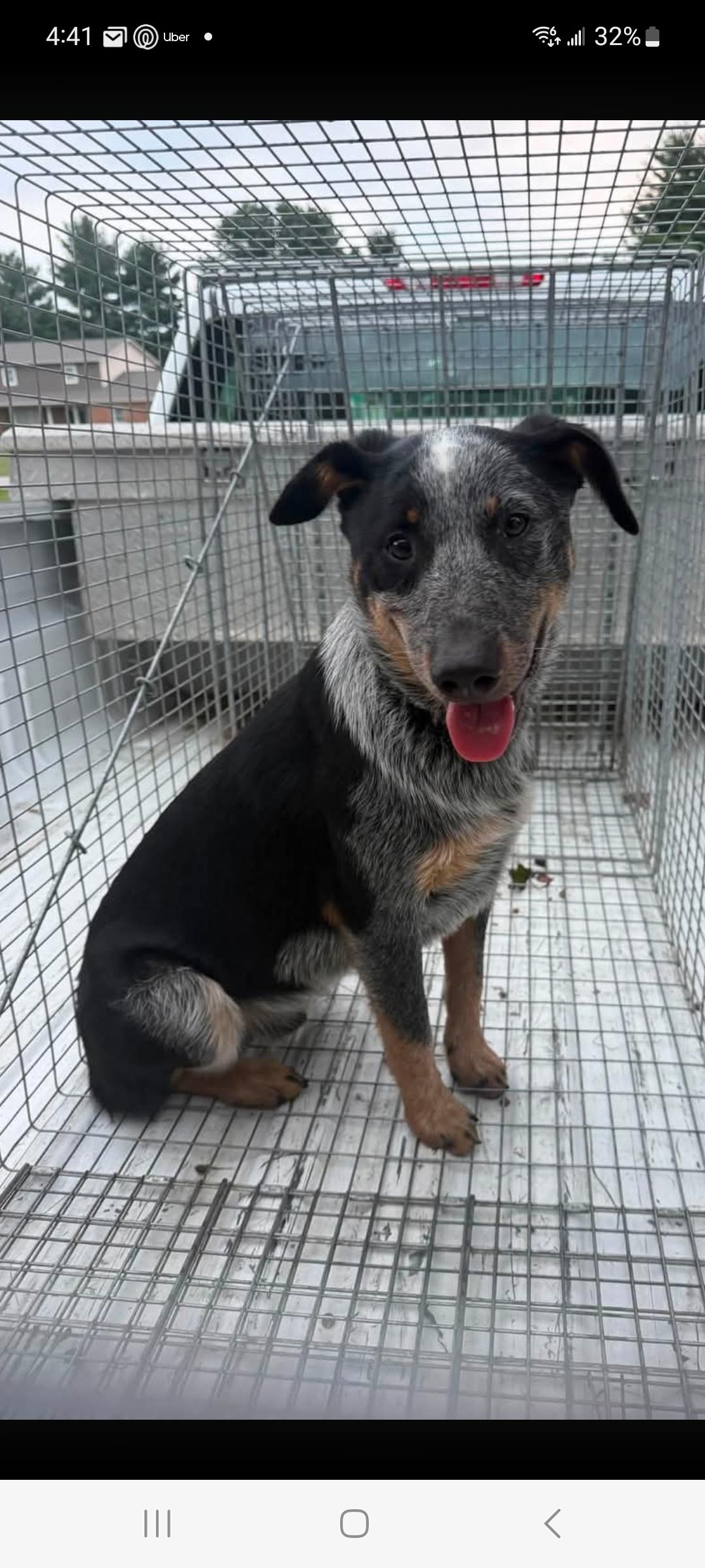 Bandit, Adoptable, Puppy Male Australian Cattle Dog / Blue Heeler & Australian Cattle Dog / Blue Heeler.