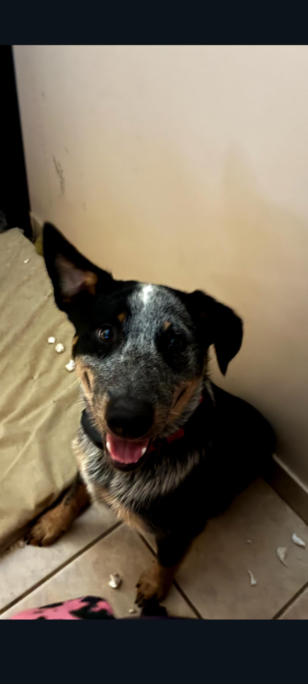 Enlarge Bandit, a Adoptable mixed breed in Lewis Center, OH image 2/5
