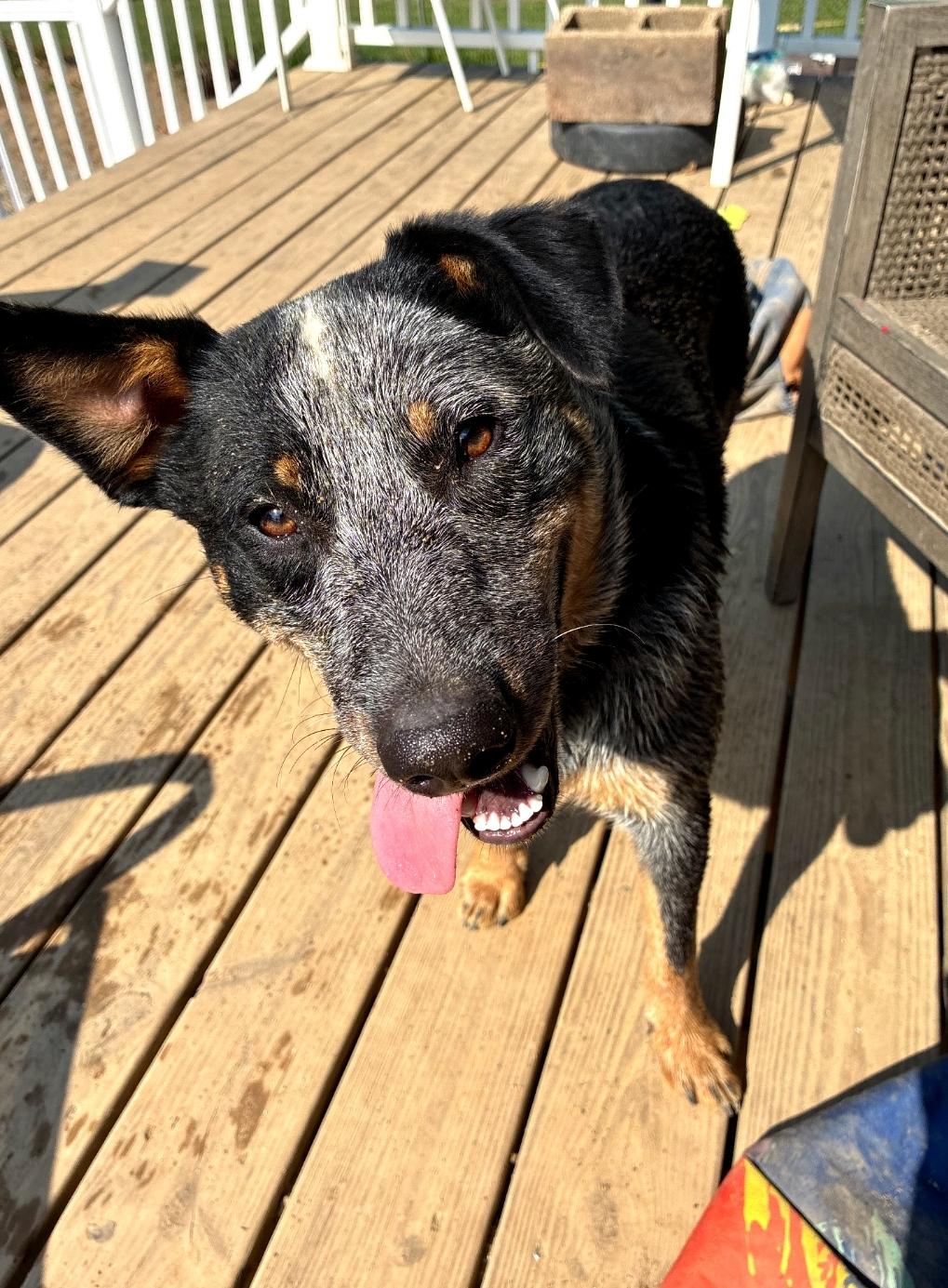 Enlarge Bandit, a Adoptable mixed breed in Lewis Center, OH image 3/5