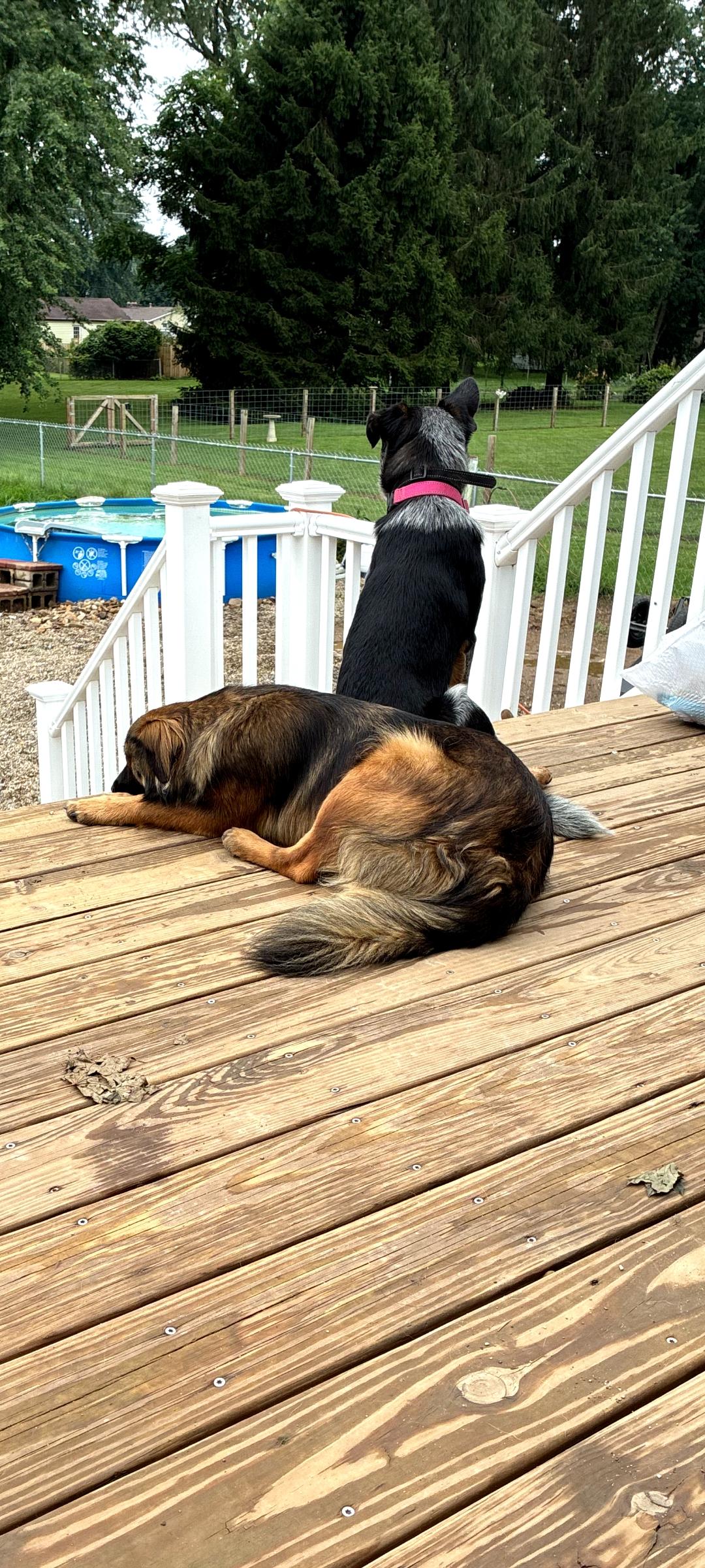 Enlarge Bandit, a Adoptable mixed breed in Lewis Center, OH image 4/5
