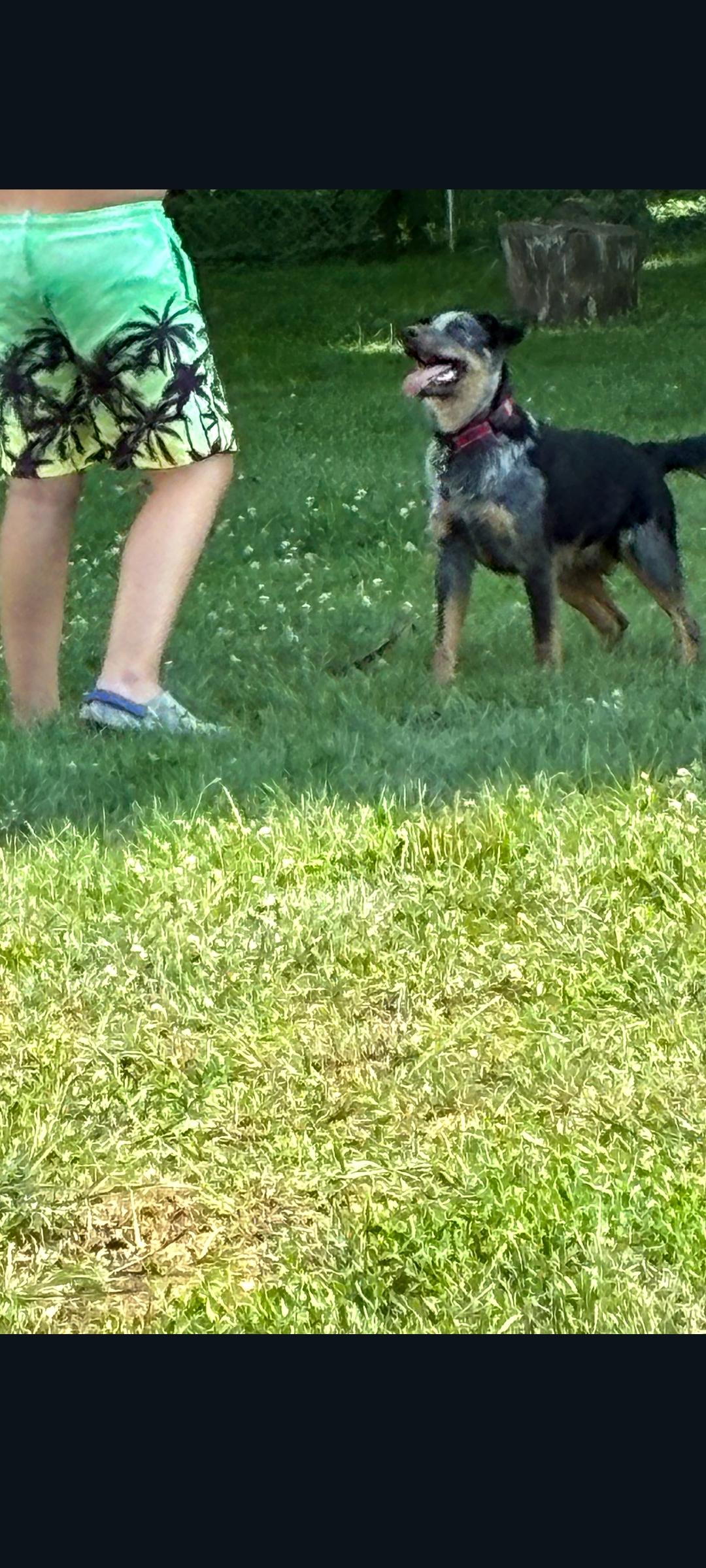 Enlarge Bandit, a Adoptable mixed breed in Lewis Center, OH image 5/5