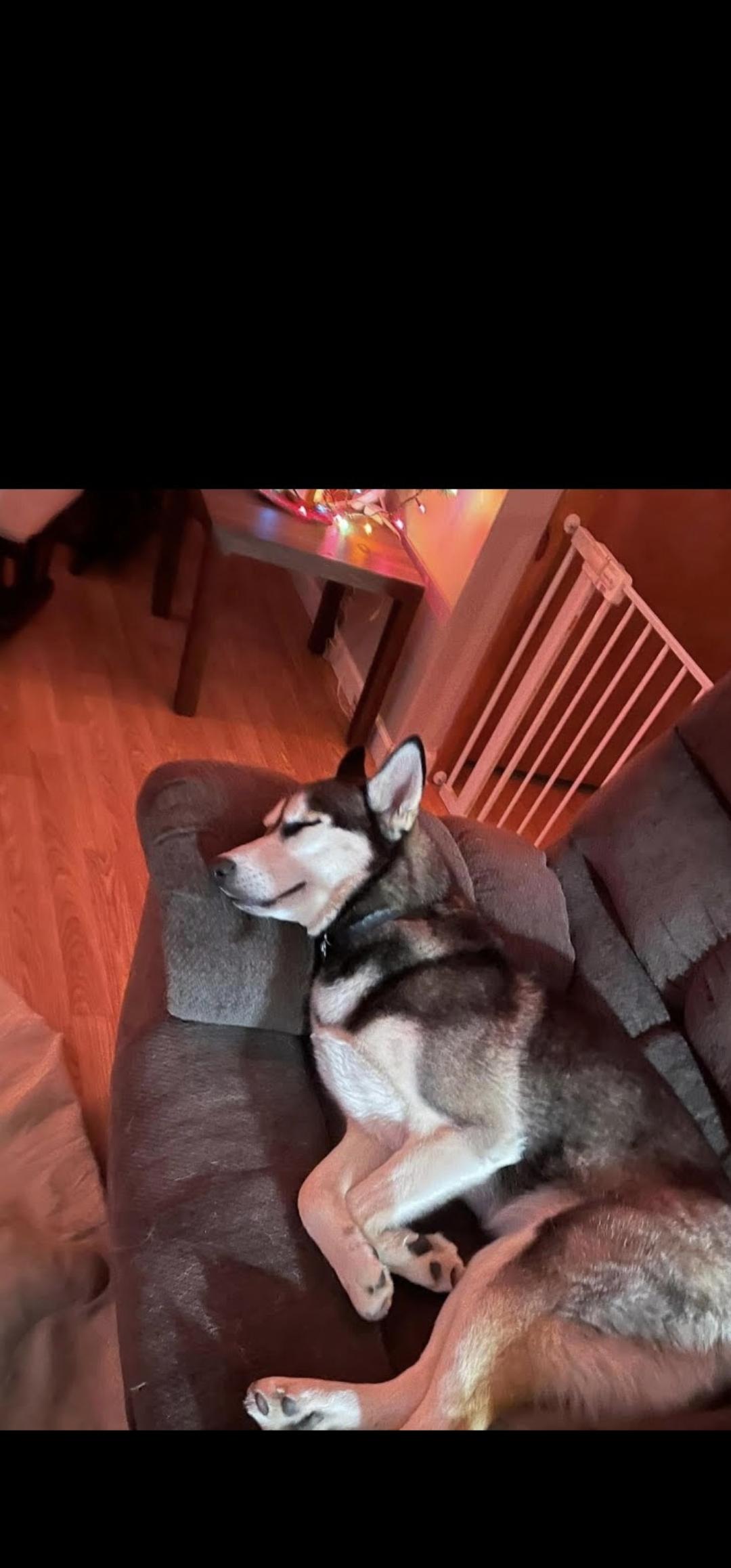 Enlarge Shiya, a Adoptable Husky in Bristol, VT image 1/3