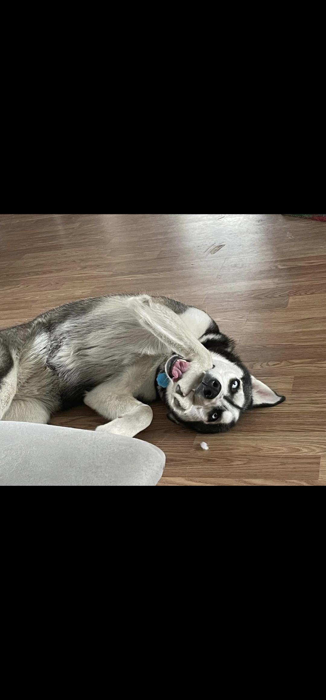 Enlarge Shiya, a Adoptable Husky in Bristol, VT image 3/3