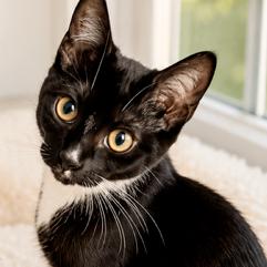 TJ, Adoptable, Kitten Female Domestic Short Hair.
