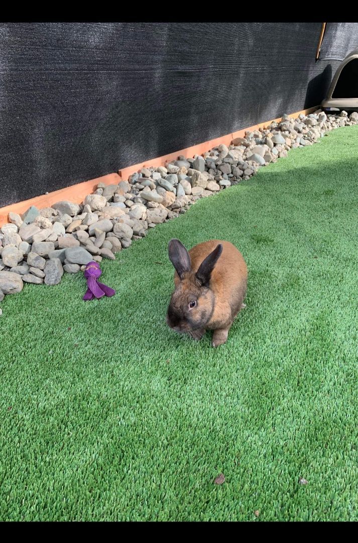 Koda, Adopted, Adult Female American.