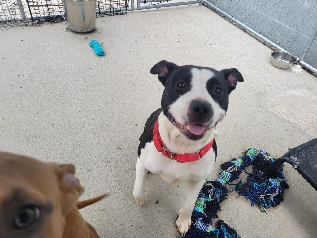 Enlarge Tessa, a Adoptable Pit Bull Terrier in Camden, TN image 1/1
