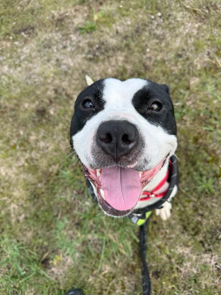 Enlarge Tessa, a Adoptable Pit Bull Terrier in Camden, TN image 2/3