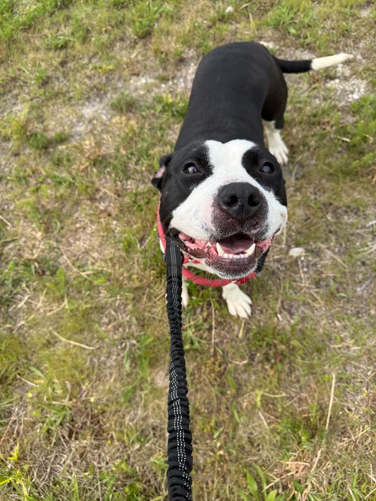 Enlarge Tessa, a Adoptable Pit Bull Terrier in Camden, TN image 3/3