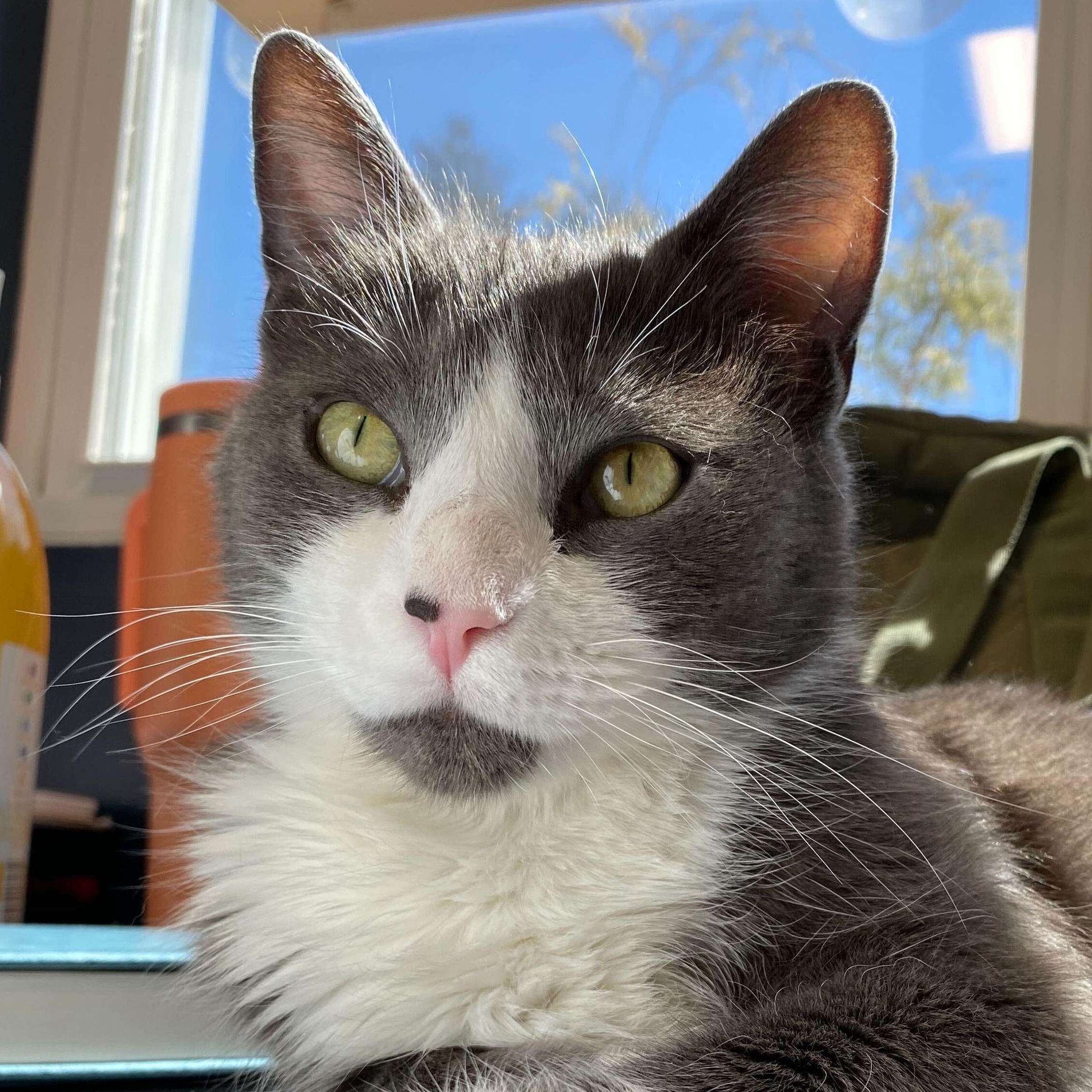 Doja Cat, Young Female American Shorthair
