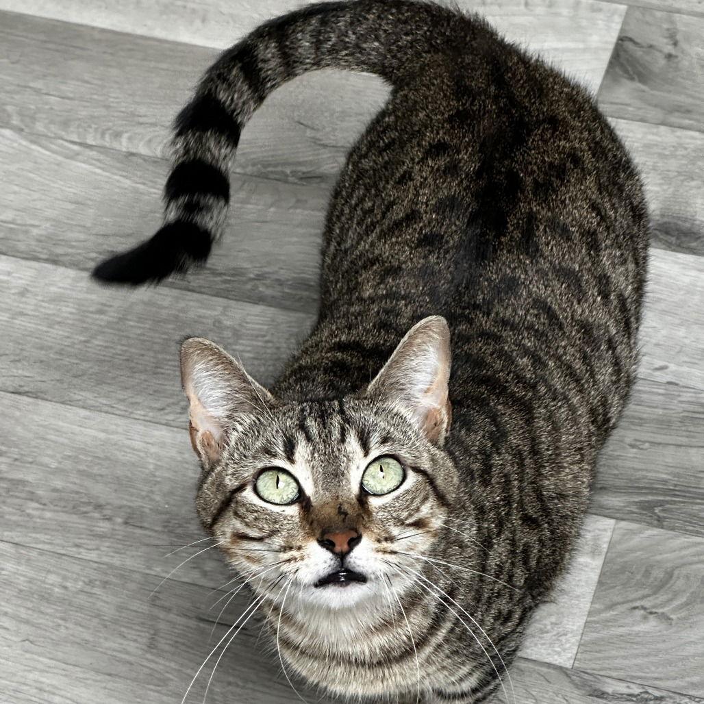 Enlarge Lucy, a Adoptable Domestic Short Hair in Dallas, TX image 1/2