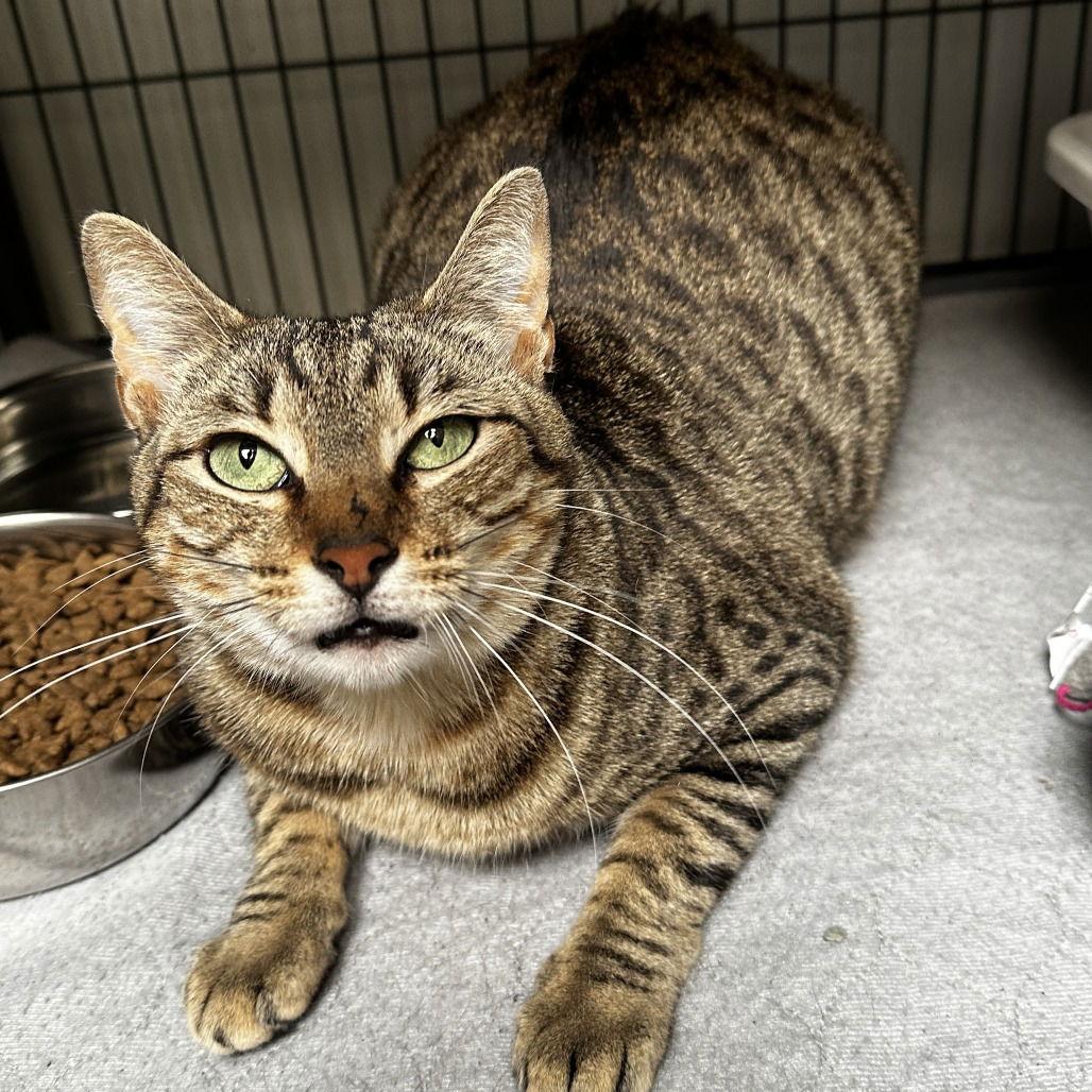 Enlarge Lucy, a Adoptable Domestic Short Hair in Dallas, TX image 2/2