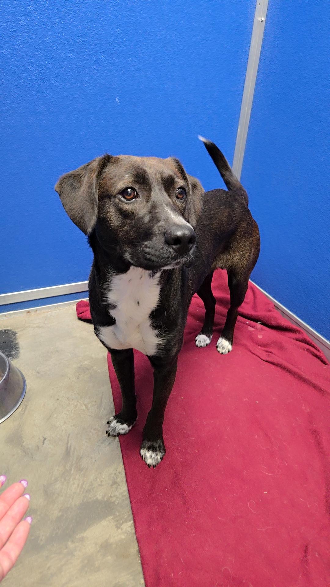 Chewy, Adopted, Young Male Labrador Retriever.