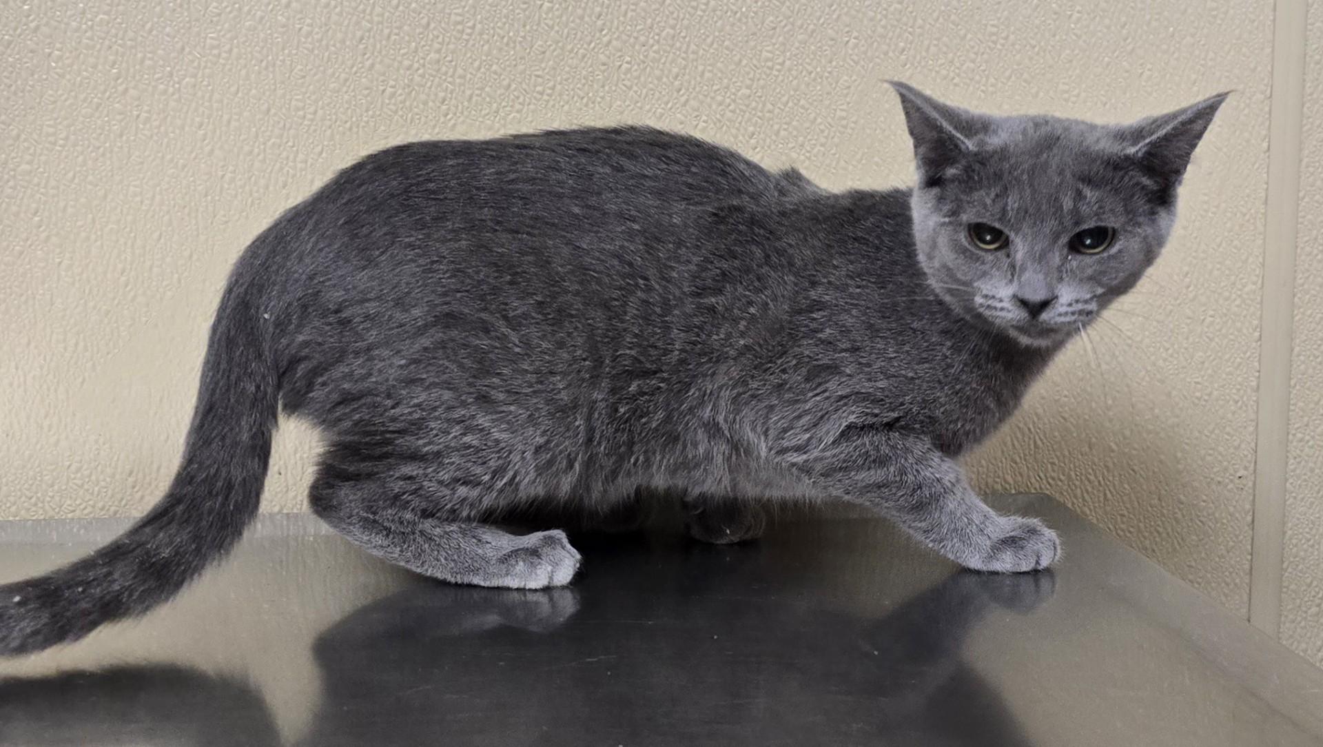 Enlarge Dorothy, an adoptable mixed breed in Brainerd, MN image 1/1