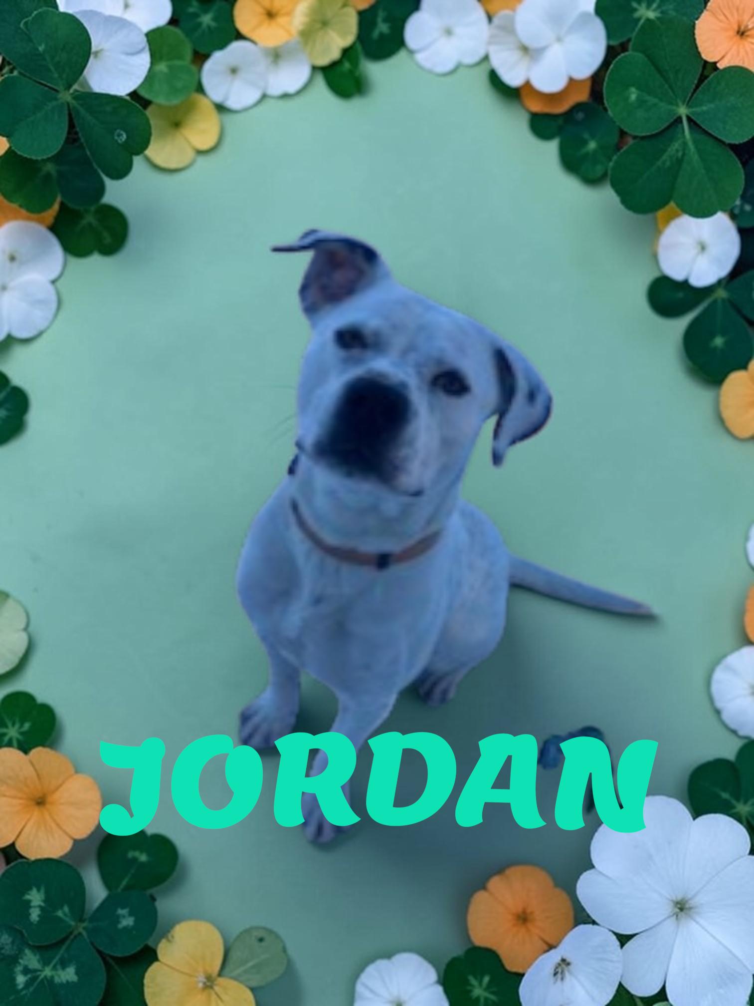 Enlarge Jordy , a ADOPTABLE mixed breed in Taunton, MA image 2/4