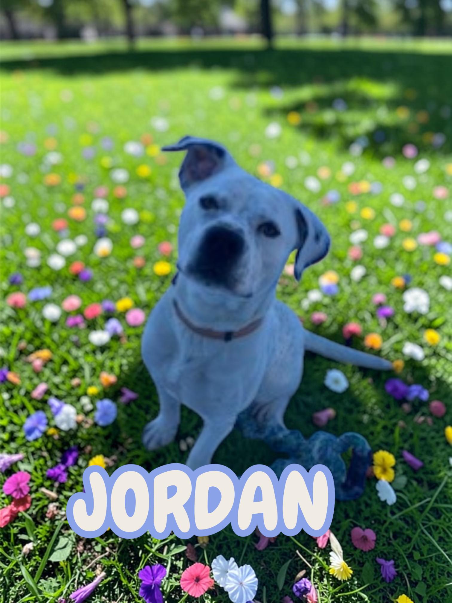 Enlarge Jordy , a ADOPTABLE mixed breed in Taunton, MA image 1/4