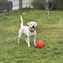 Enlarge Jordy , a Adoptable mixed breed in Taunton, MA image 4/6